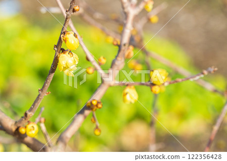 Lobai flower 122356428