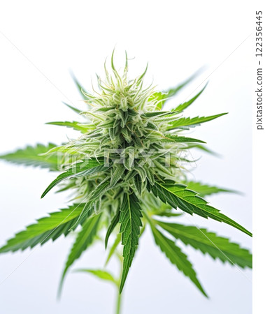 Medical marijuana flower. Close up cannabis flower. Medical marijuana bud. White background. Ai Generative Medical marijuana flower. Close up cannabis flower. Medical marijuana bud. White background. Ai Generative 122356445