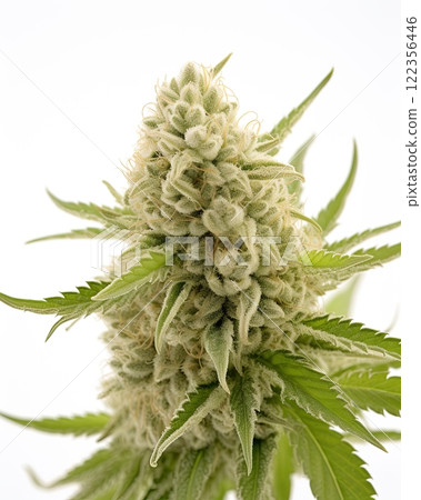Medical marijuana flower. Close up cannabis flower. Medical marijuana bud. White background. Ai Generative Medical marijuana flower. Close up cannabis flower. Medical marijuana bud. White background. Ai Generative 122356446