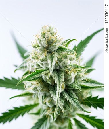 Medical marijuana flower. Close up cannabis flower. Medical marijuana bud. White background. Ai Generative 122356447