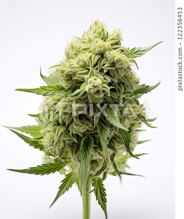 Medical marijuana flower. Close up cannabis flower. Medical marijuana bud. White background. Ai Generative Medical marijuana flower. Close up cannabis flower. Medical marijuana bud. White background. Ai Generative 122356453