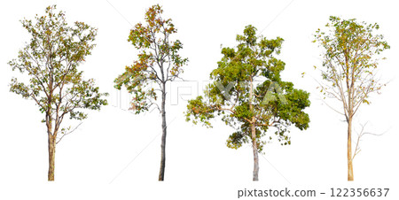 high quality collection tree isolated on white background 122356637