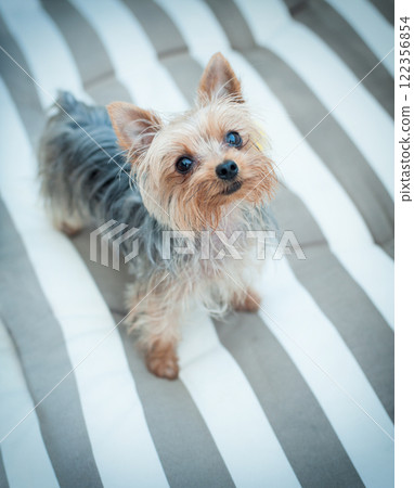 Cute little dog Cute little dog 122356854