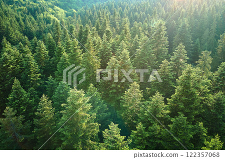 Aerial view of green pine forest with dark spruce trees. Nothern woodland scenery from above 122357068