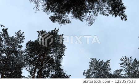 View to tree tops with green snow-covered branches at pine woodland. Beautiful nature landscape at background. Tranquil and idyllic scene concept View to tree tops with green snow-covered branches at pine woodland. Beautiful nature landscape at background. Tranquil and idyllic scene concept 122357538