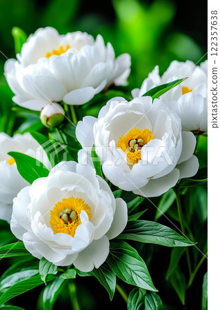 A bunch of white flowers with green leaves in the background 122357638