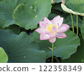 奧加蓮花從葉子之間探出頭來 122358349