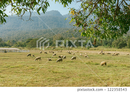 Sheep Farm in Thailand 122358543