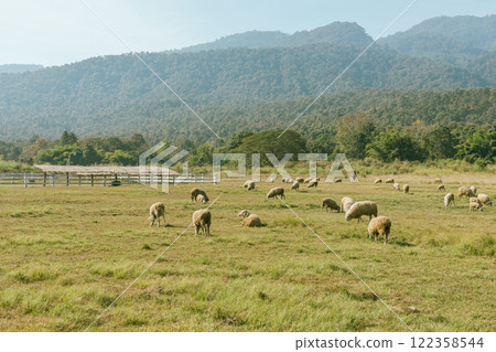 Sheep Farm in Thailand 122358544