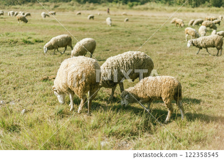 Sheep Farm in Thailand 122358545