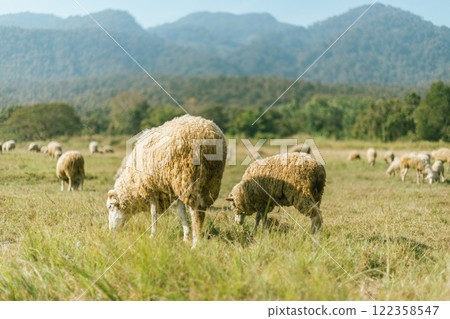 Sheep Farm in Thailand 122358547