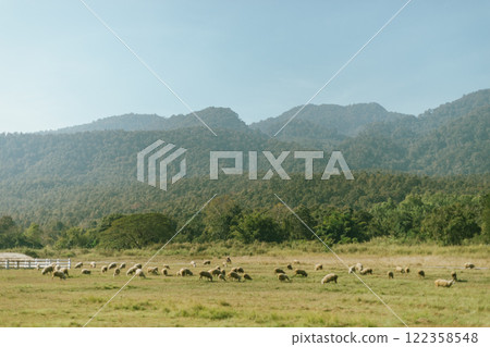Sheep Farm in Thailand 122358548