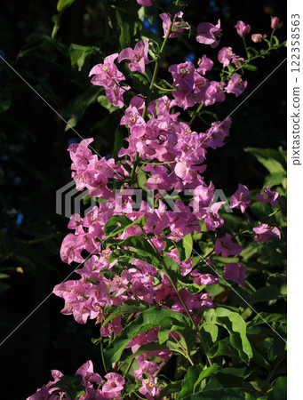 Pink bougainvillea flowers growing in Thailand. 122358563