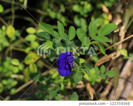 Clitoria, flower resembling a clitoris. 122358568