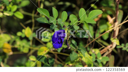 Clitoria, bright blue flower resembling a clitoris. Clitoria, bright blue flower resembling a clitoris. 122358569