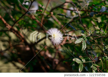白冠茄屬植物 122358598