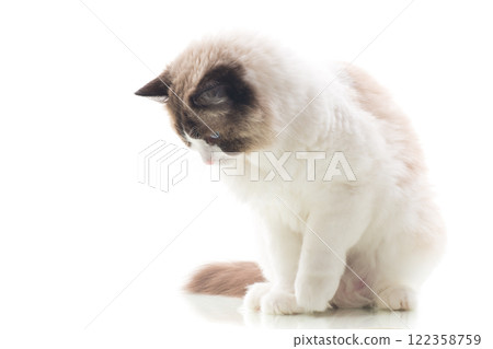 Bright-eyed Ragdoll pet, isolated on white background 122358759