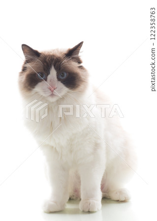 Beautiful Ragdoll cat with white and brown fur, isolated on white background 122358763