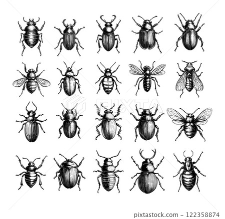 Bugs and insects engraving vector set. Beetles dragonflies flies arthropods ladybug different species, hand drawn monochrome sketches isolated on white background 122358874
