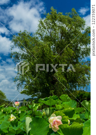 (富山展望台) 二丁方渡橋 十二町方水鄉公園 冰見市 7月 122359071