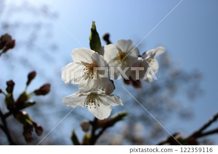 A single cherry blossom just starting to bloom 122359116