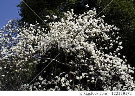 蔚藍的天空下,玉蘭白花盛開。學名是 Magnolia de nudata。 蔚藍的天空下,玉蘭白花盛開。學名是 Magnolia de nudata。 122359173