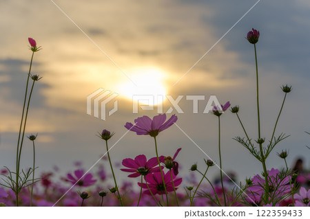 Cosmos silhouette in the setting sun 122359433