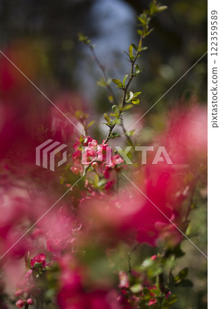 The pink quince flowers are in full bloom. The pink quince flowers are in full bloom. 122359589