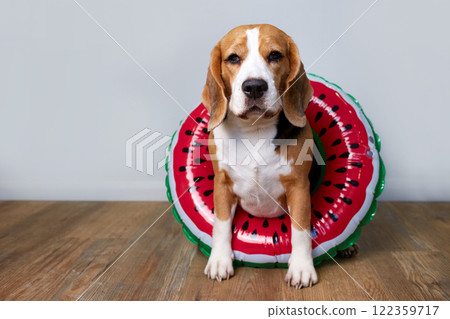 Cute beagle dog wearing sunglasses and a swimming ring Cute beagle dog wearing sunglasses and a swimming ring 122359717