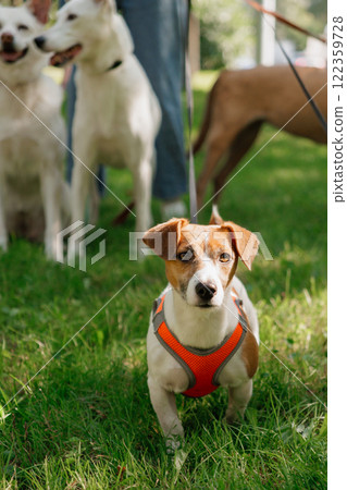 Jack Russell Terrier dog in park on walk with his owner on leash. walking and training of pets  122359728