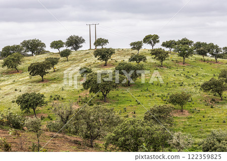 Beautiful landscape with wildflower meadows in Parque Natural do Vale do Guadiana, near Mertola, Portugal, Alentejo Beautiful landscape with wildflower meadows in Parque Natural do Vale do Guadiana, near Mertola, Portugal, Alentejo 122359825