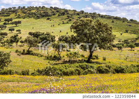 Beautiful landscape with wildflower meadows in Parque Natural do Vale do Guadiana, near Mertola, Portugal, Alentejo 122359844