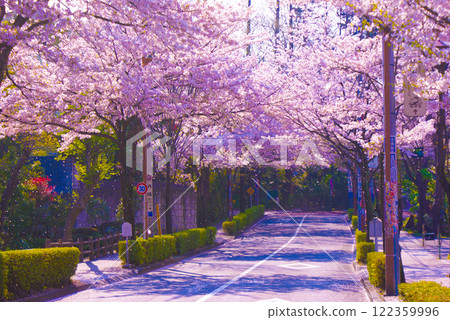 Cherry blossoms and street lights 122359996