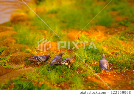 Flock of pigeons in the park 122359998