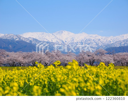 富山縣著名景點朝日船川“春天四重奏” 富山縣著名景點朝日船川“春天四重奏” 122360810