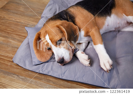 The beagle dog sleeps on a soft pillow The beagle dog sleeps on a soft pillow 122361419