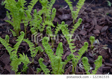 Ferns emerging in a spring garden with rich soil and mulch enhancing natural growth in a serene outdoor setting Ferns emerging in a spring garden with rich soil and mulch enhancing natural growth in a serene outdoor setting 122361535