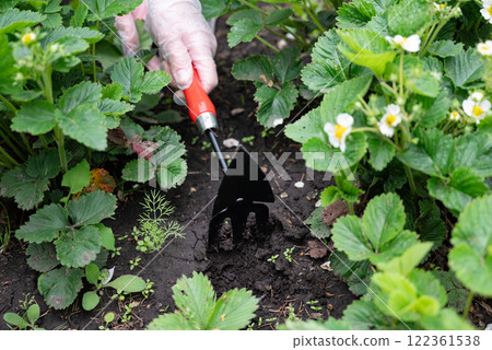 Gardener cultivating strawberry plants in a home garden during springtime with blooming flowers 122361538