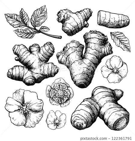 Ginger Pieces Root And Flower Hand Drawn Illustrations Set On White Background Unique Artwork Creative Design Ginger Plant Icons Herbal Elements Natural Ingredients Collection 122361791