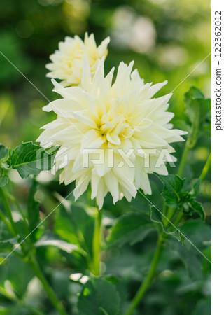 Lemon color flower dahlia with green leaves in garden at summer Lemon color flower dahlia with green leaves in garden at summer 122362012
