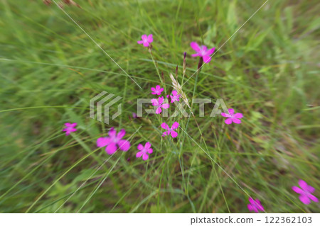 Natural background. A small grass field carnation is photographed with a zoom effect. 122362103