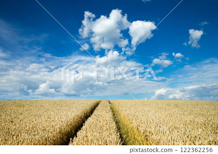 golden wheat field and sunny day 122362256