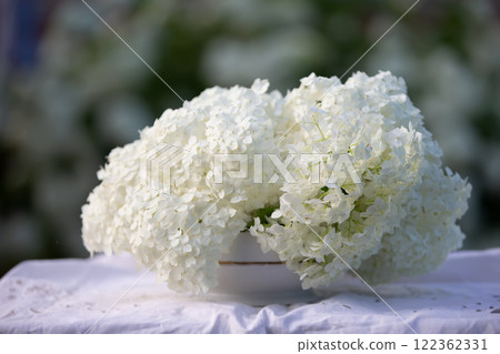 Spring background with a white branch of a blooming hydrangea on a background of greenery. 122362331