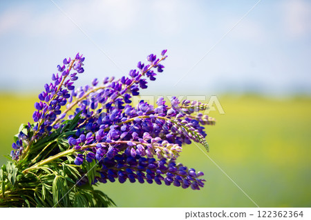 A violet bouquet of lupine flowers against a green background. A violet bouquet of lupine flowers against a green background. 122362364