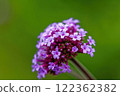 Pink willow flower 122362382