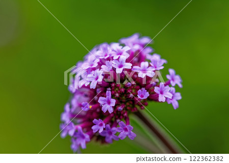 粉紅色的柳樹花 粉紅色的柳樹花 122362382