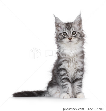 Silver white kitten on white background Silver white kitten on white background 122362700