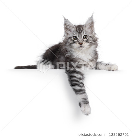 Silver white kitten on white background Silver white kitten on white background 122362701