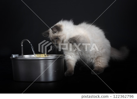 siberian cat in studio 122362796