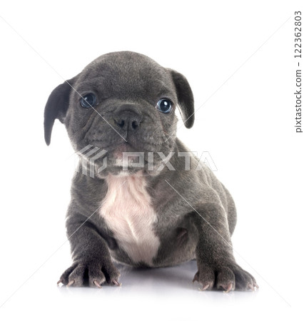puppy french bulldog in studio 122362803